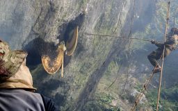 LES FUNAMBULES DU MIEL