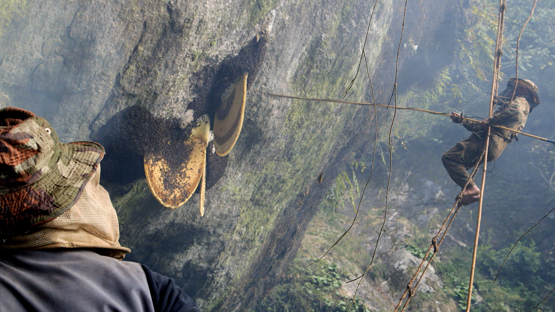 LES FUNAMBULES DU MIEL