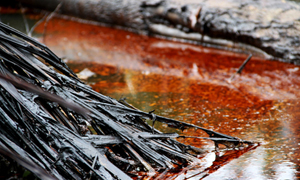 L'ETERNELLE MAREE NOIRE