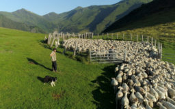 DES OURS ET DES HOMMES