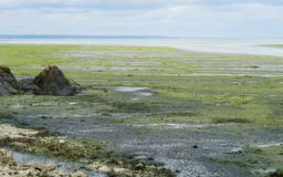 ALGUES VERTES : LE LITTORAL EMPOISONNÉ