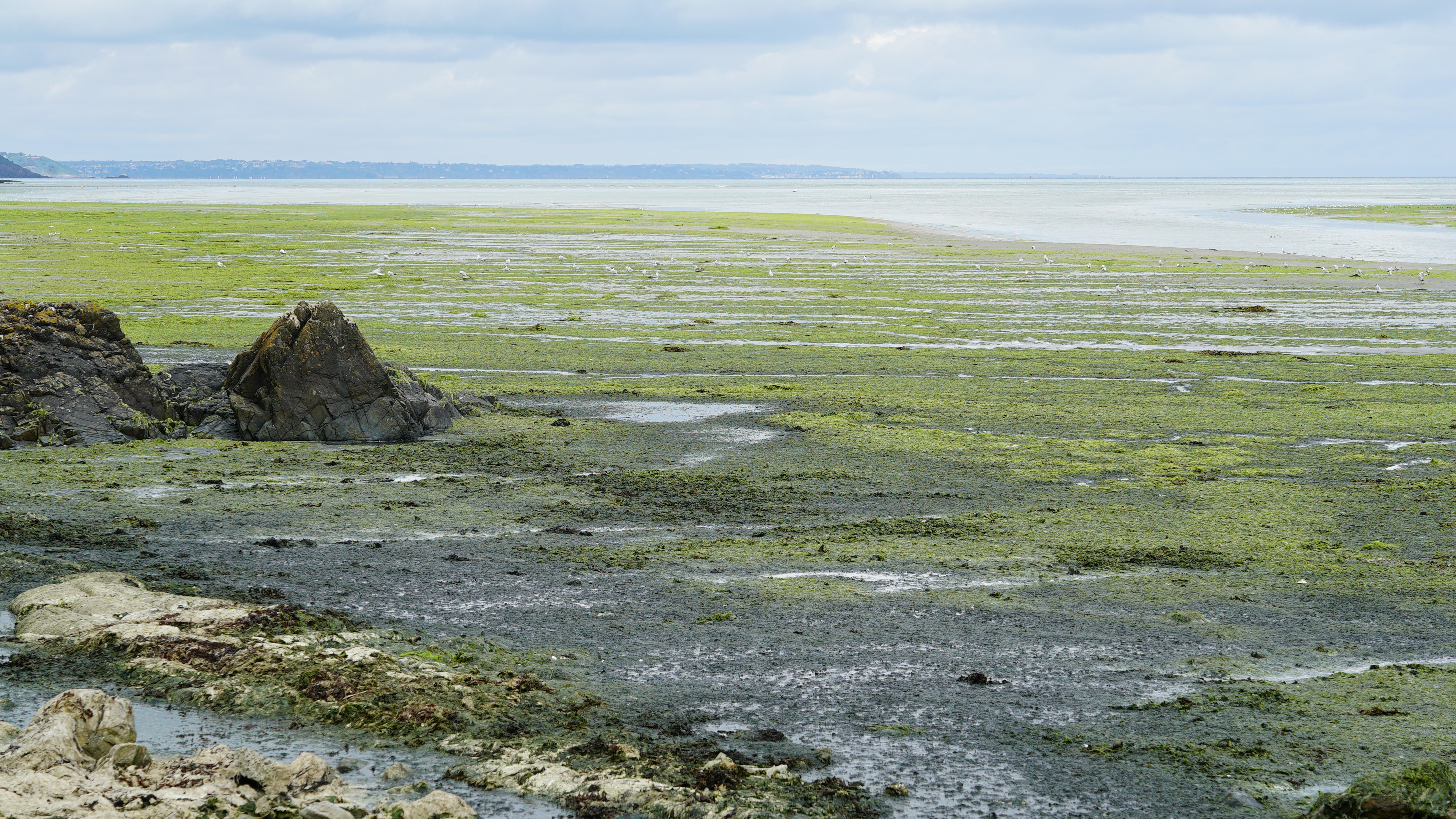 ALGUES VERTES : LE LITTORAL EMPOISONNÉ
